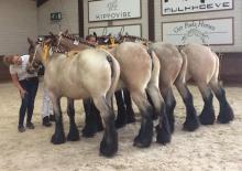 stalgroep